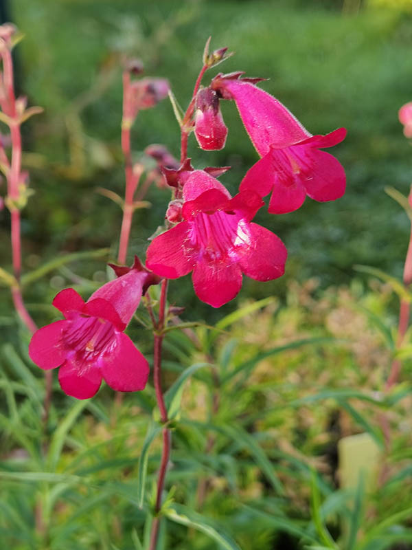 Penstemon sp en fleurs dans un jardin ensoleillé